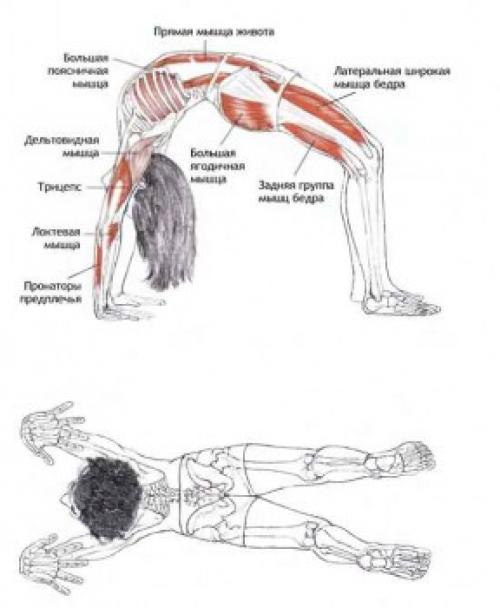 Урдхва дханурасана