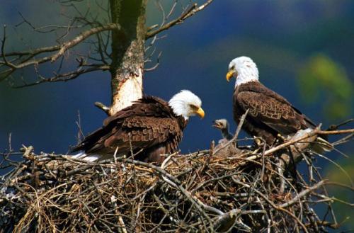 Как орлы выбирают себе пару