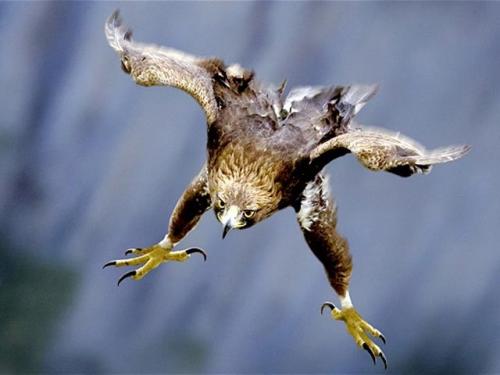 Как орлы выбирают себе пару