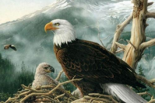 Как орлы учат птенцов летать. Орлы умнее людей в воспитании потомства