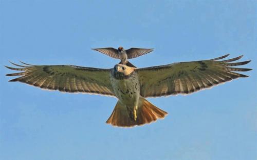 Как орлы выбирают себе пару