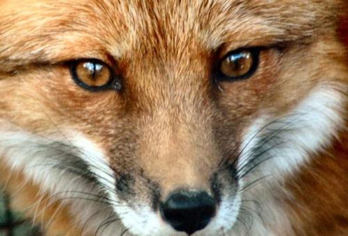 Тест Роршаха чикатило. Знаменитый тест Роршаха