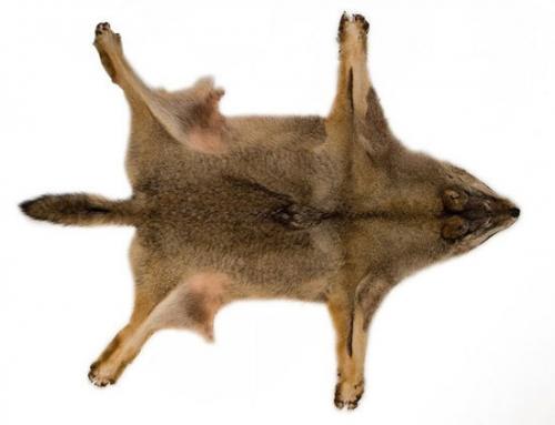 Тест Роршаха чикатило. Знаменитый тест Роршаха