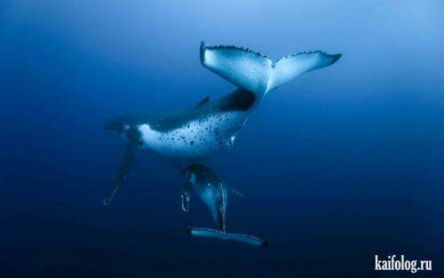 Великолепные фото 