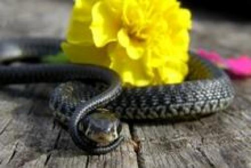 Феномен зависти