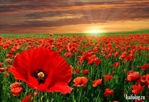 Великолепные фото 