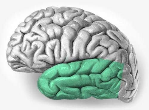 Какая часть мозга за что отвечает. Доли мозга и центры