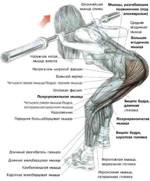 Наклоны стоя. Наклоны вперед со штангой на плечах