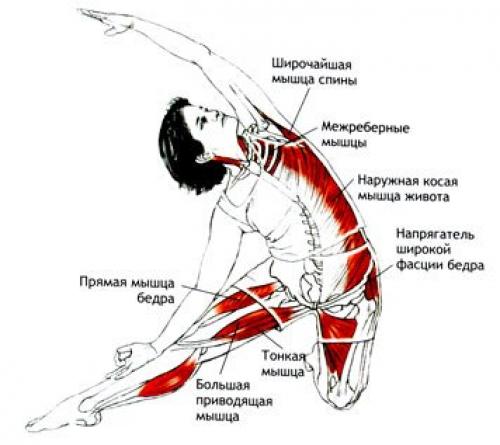 Потянула мышцу поясницы. Как растянуть косую мышцу живота. Растяжка косых мышц живота. Растяжка мышц поясницы. Упражнения на растяжку косых мышц живота.