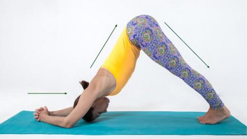 Поза дельфина в йоге. Поза Дельфин в йоге: техника и польза