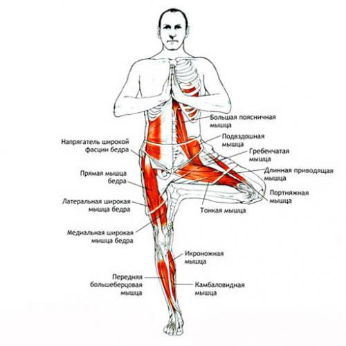 Поза дерева лежа. Врикшасана — Поза дерева