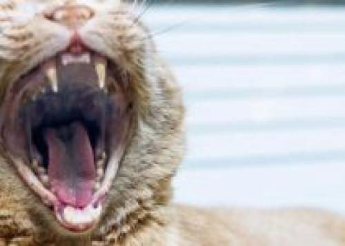 Анализ репертуарных решеток. 