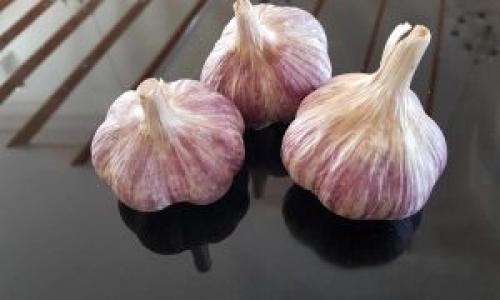 Чеснок от грибка. Как использовать чеснок от грибка ногтей