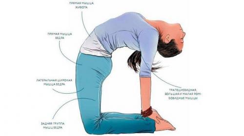 Поза верблюда в йоге: польза и техника выполнения