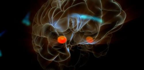 Как успокоить миндалевидное тело. Гормон стресса, как маркер алкогольной зависимости