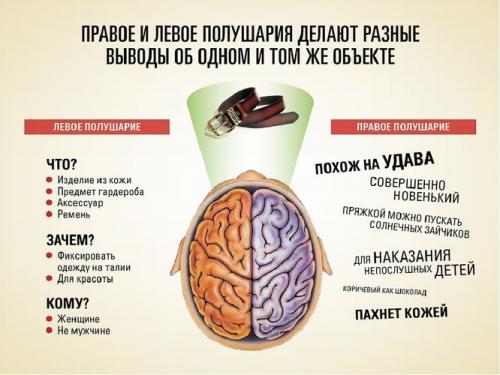 За что отвечает правое полушарие. Задачи правой половины