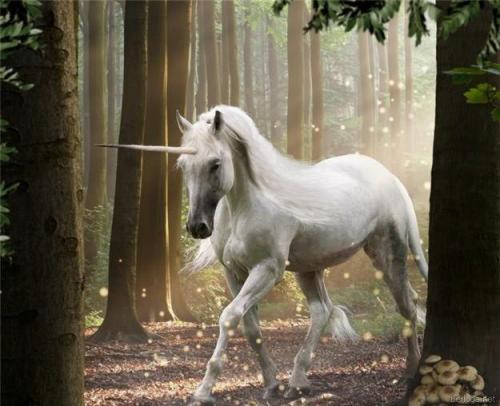 Мифический герой единорог. Единороги — волшебные существа в мифах народов