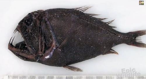 12 удивительных преимуществ йоги для здоровья женщины. Что такое и откуда 05