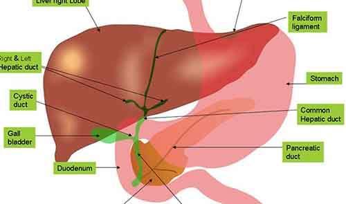 Биологические различия между мужчиной и женщиной. Биологические отличия между мужчинами и женщинами, о которых мало кому известно