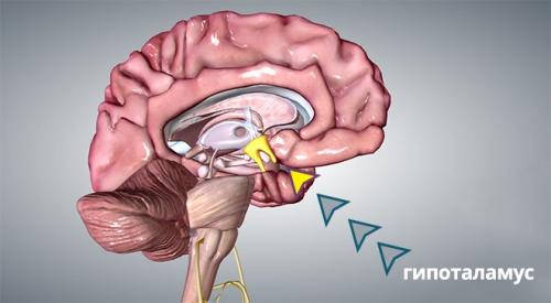 Окситоцин это. Что такое гормон окситоцин