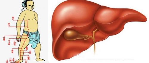 Меридиан печени лечение. Точки меридиана печени