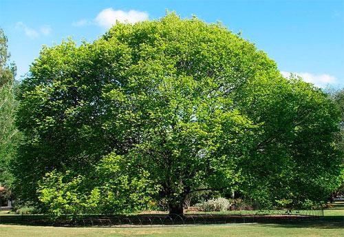 Вяз магические свойства. Вяз (Ulmas fulva)