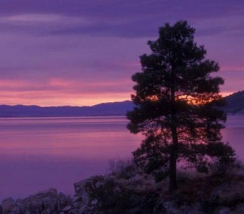 Магические свойства деревьев Кедр. Кедр — энергетический титан среди деревьев