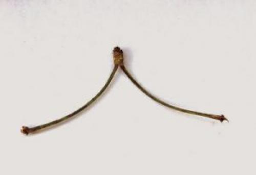 Вишня магические свойства. Магические свойства вишни — применение дерева в ритуалах и использование в амулетах