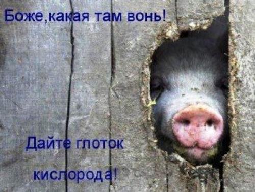 Как говорить правильно звОнит. Говорим правильно: звонИт