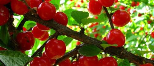 Вишня магические свойства. Магические свойства вишни — применение дерева в ритуалах и использование в амулетах