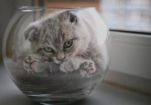 Разрыв шаблона это. Второй способ манипуляции сознанием