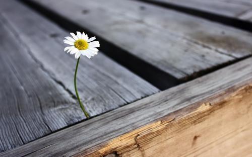 Общение с природой цитаты. Цитаты русских писателей о природе