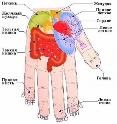 Китайская диагностика по руке. Китайская диагностика болезней по рукам