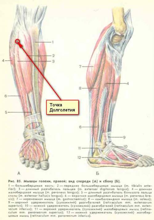 Точка долголетия на голове точки долголетия на голове. Где искать Цзу-сан-ли