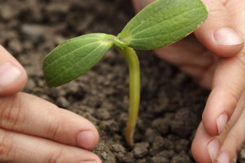 Общение с природой помогает человеку формировать. Важность общения с природой для ребёнка