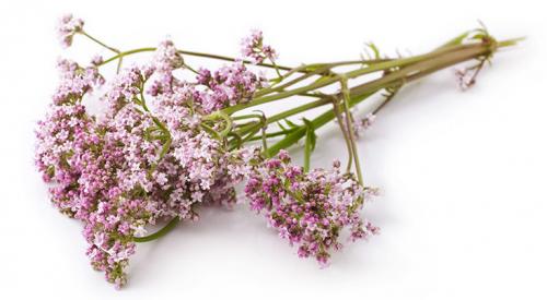 Персен: инструкция по применению, цена, отзывы, аналоги, состав