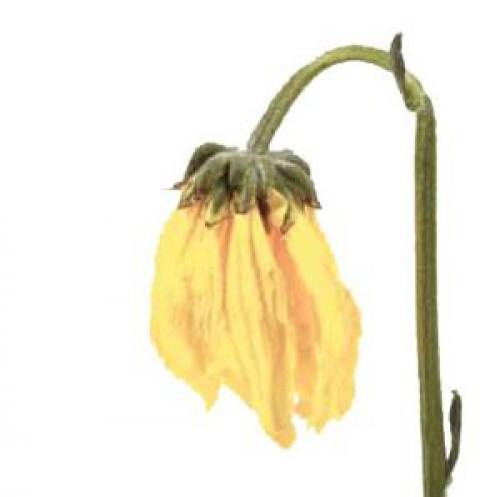 Цветы-вампиры орхидея. Орхидея - энергетический вампир, или Откуда берутся бредни