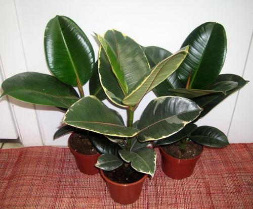 Цветы-вампиры и доноры. Энергетика домашних цветов: растения-доноры и цветы-вампиры