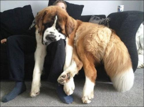 Ну возьми меня на ручки. Возьми меня на ручки! Я же милый…