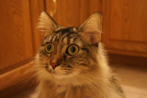 Как ввести кошку в шок. Анафилактический шок у кошек