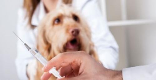 Как ввести кошку в транс. Гипноз животных 02