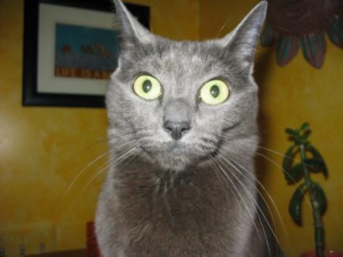 Как ввести кошку в шок. Анафилактический шок у кошек