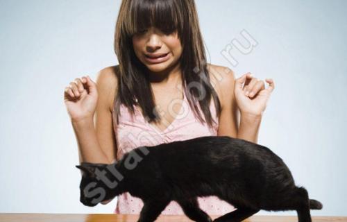 Боязнь кошек. Айлурофобия и кошки –, как они связаны?