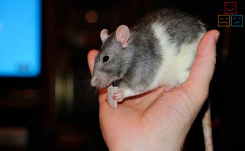 Боязнь мышей. Как преодолеть боязнь мышей и грызунов?