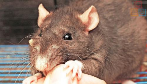 Боязнь мышей. Как преодолеть боязнь мышей и грызунов?