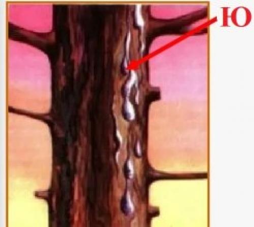 По каким признакам можно определить. По каким природным признакам можно определить стороны горизонта рисунки, окружающий мир 2 класс