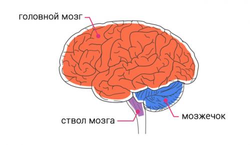 Интересные факты про мозг для детей. 20 интересных фактов и историй о человеческом мозге