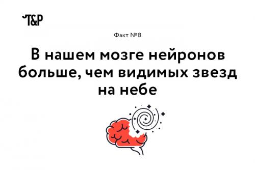 Интересные факты о мозге и нервной системе. Выражение «Нервные клетки не восстанавливаются» еще совсем недавно воспринималось, как непреложная истина. Однако, как оказалось, это не совсем так: ученые уже нашли, где лежат запасы новых нейронов (в гиппокампе и обонятельной луковице), и вовсю думают о том, как дополнительно стимулировать их восстановление.