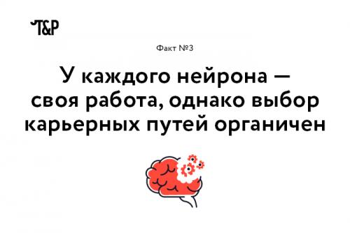 Интересные факты о мозге и нервной системе. Выражение «Нервные клетки не восстанавливаются» еще совсем недавно воспринималось, как непреложная истина. Однако, как оказалось, это не совсем так: ученые уже нашли, где лежат запасы новых нейронов (в гиппокампе и обонятельной луковице), и вовсю думают о том, как дополнительно стимулировать их восстановление.