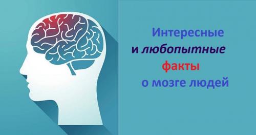Факты о головном мозге. 10 необычных фактов о мозге, которые изменят ваш взгляд на жизнь 11